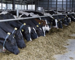 foto bij artikel