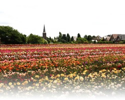 foto bij artikel